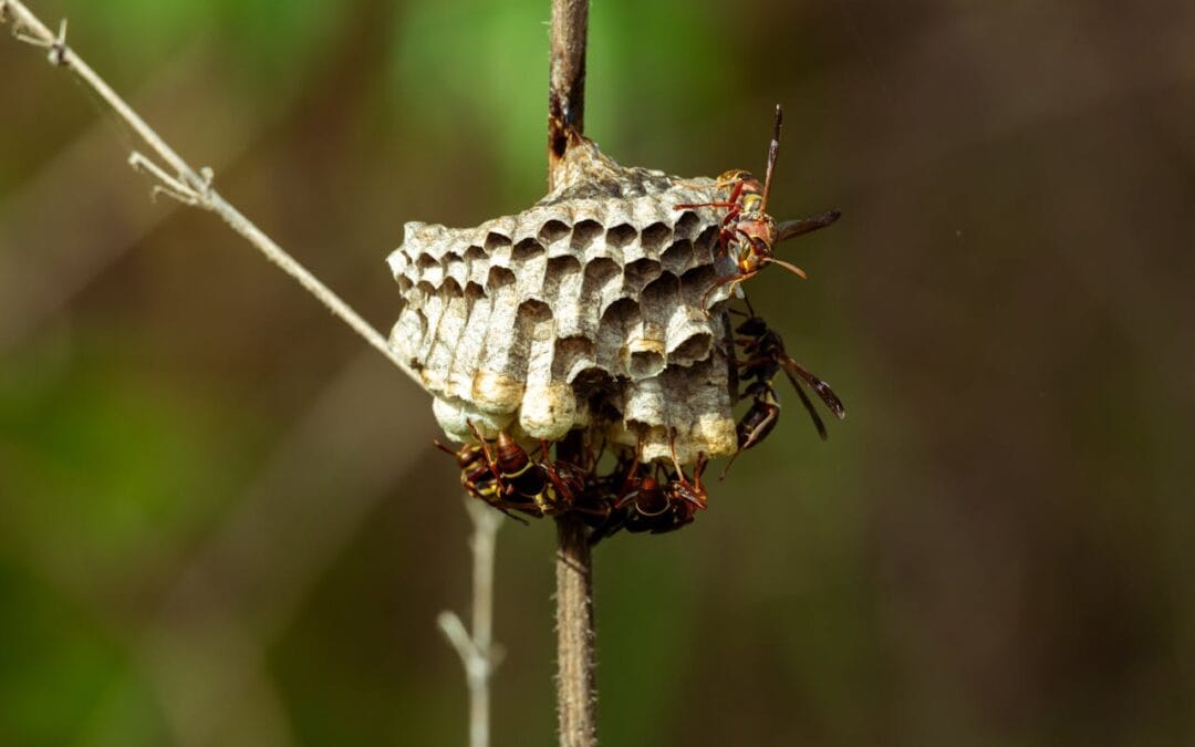 Wanneer slapen wespen?