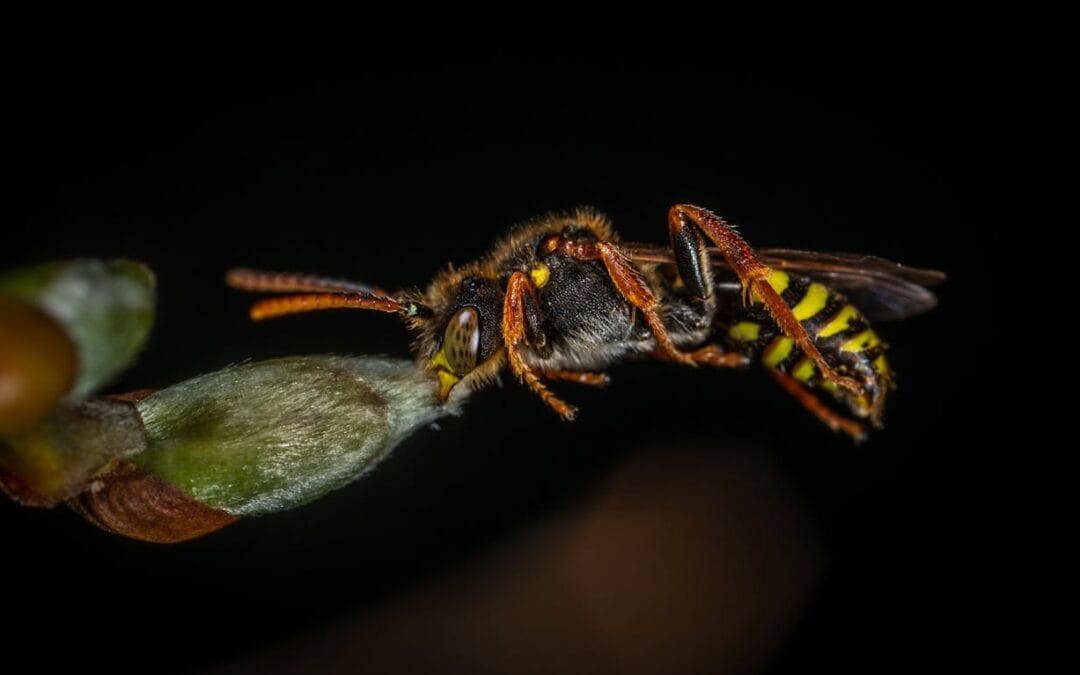 Welke dieren eten wespen?