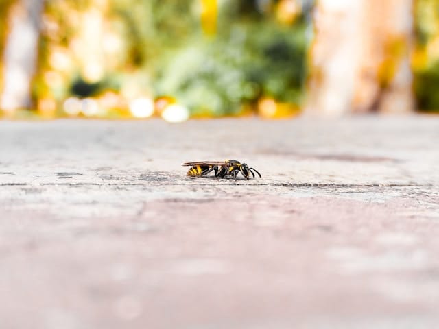 Kleine wespen: welke soorten zijn het en moet u zich zorgen maken?
